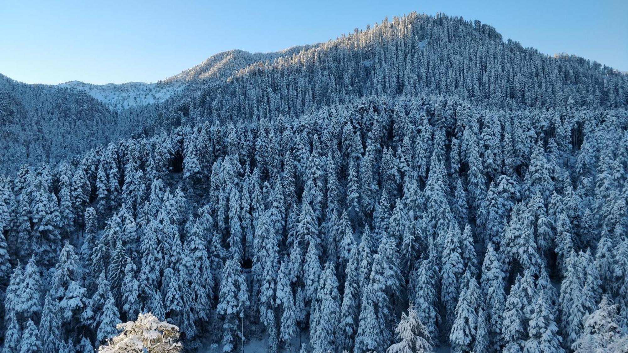 Black Bear Cottage Khajjiar 外观 照片